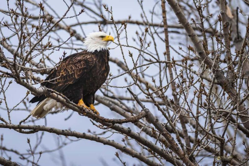 Saint Joseph: Missouri Eagle Waterfowl Photography Tour - FAQ