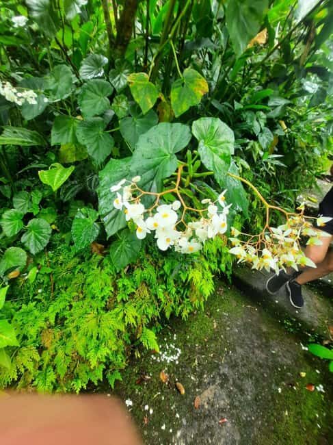 Saint Vincent: Caribbean Odyssey Tour - An In-depth Look at the Caribbean Odyssey Tour