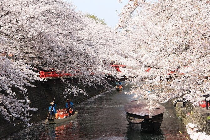 Sakura Magic and Nabana No Sato Day Tour From Osaka - Authentic Experiences and Traveler Feedback