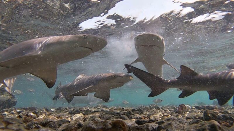 Sal: All-Inclusive Salt Lake, Blue Eye and Shark Bay Tour - Key Points