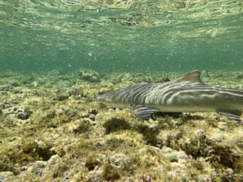 Sal Discovery: A Guided Small Group Island Tour - FAQ