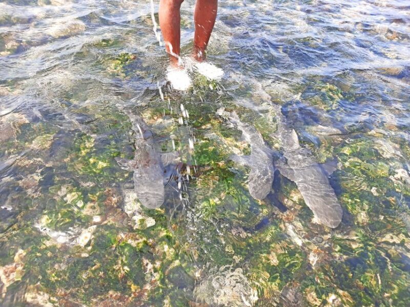 Sal Island: Private Shark Watching & Floating Experience - An In-Depth Look at the Tour Experience