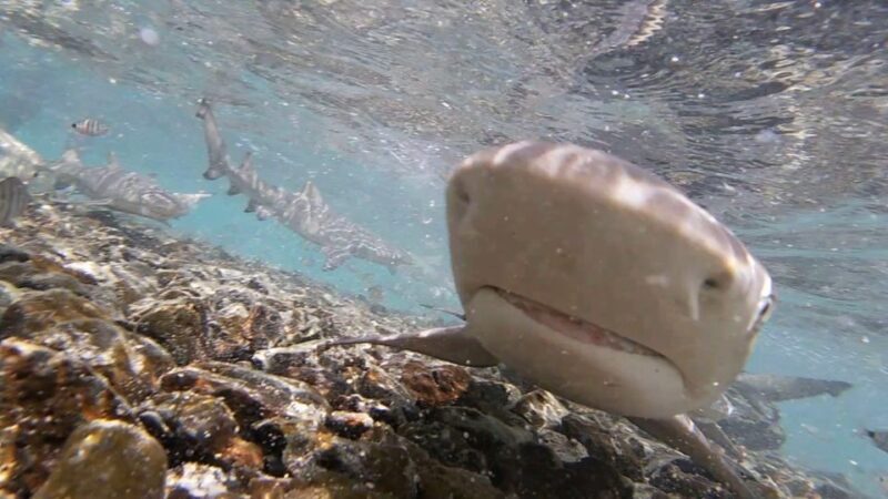 Sal Island: Shark Bay Experience from Santa Maria - What to Expect on the Shark Bay Experience