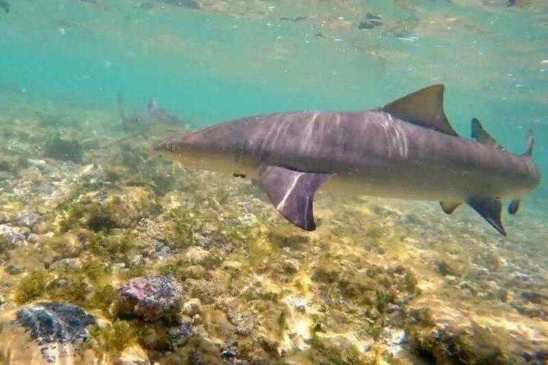 Sal Island: Shark Bay Experience from Santa Maria - What Travelers Say: Authentic Experiences and Honest Impressions