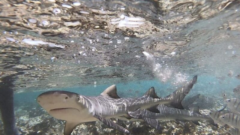 Sal Island: Shark Bay Experience from Santa Maria - The Sum Up: Who Will Love This Experience?