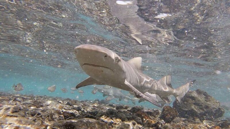 Sal Island: Shark Bay Experience from Santa Maria - FAQ