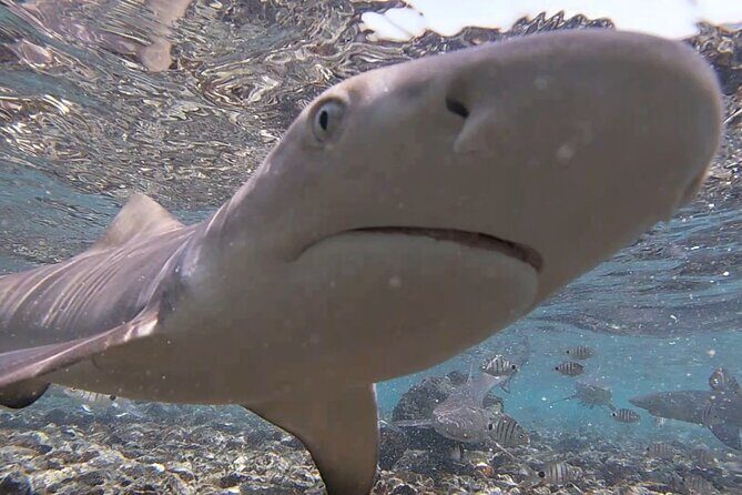 Sal Island: Shark Bay Shark Watching Experience from Santa Maria - What to Expect on the Tour
