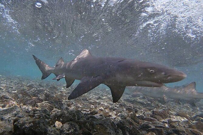 Sal Island: Shark Bay Shark Watching Experience from Santa Maria - Practical Tips for Travelers