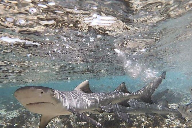 Sal Island: Shark Bay Shark Watching Experience from Santa Maria - Authenticity and Safety