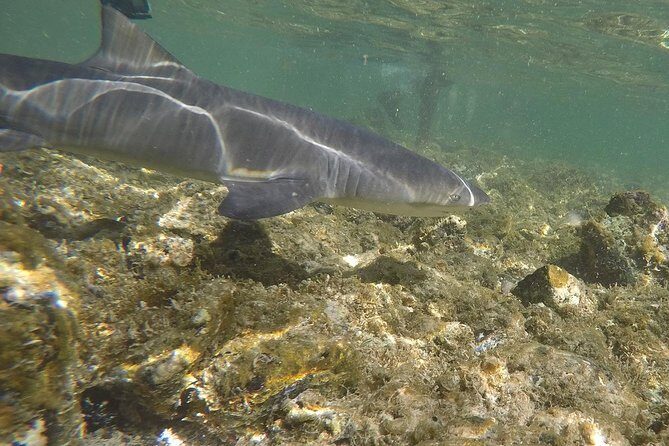 Sal Island: Shark Bay Shark Watching Experience from Santa Maria - Final Thoughts