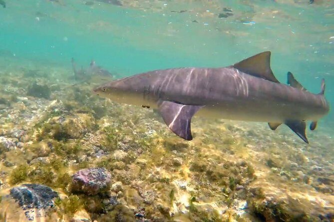 Sal Island: Shark Bay Shark Watching Experience from Santa Maria - FAQs