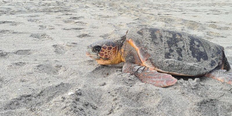 Sal Island: Turtle Watching Experience - Logistics and Practical Details