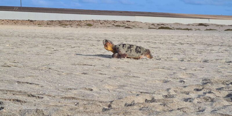 Sal Island: Turtle Watching Experience - Authentic Experiences and Real Feedback