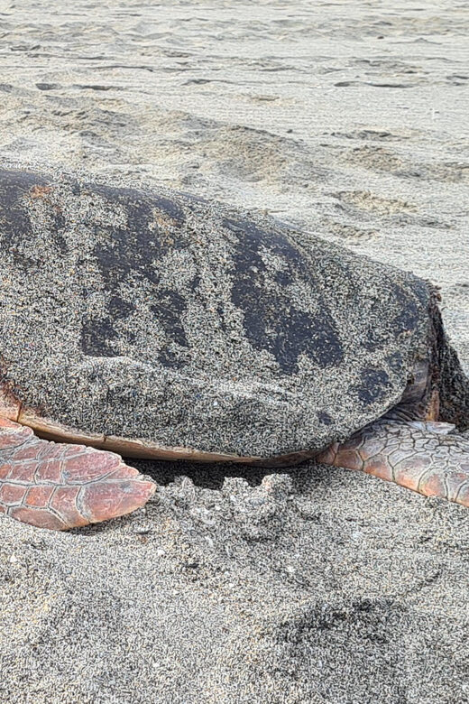 Sal Island: Turtle Watching Experience - The Sum Up