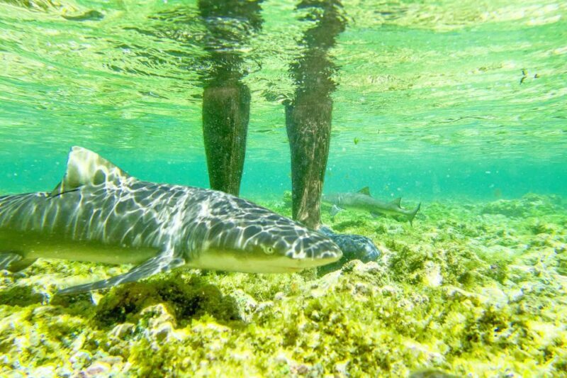 Sal: Small Group Island Tour & Lunch with a Local Family - Who Should Consider This Tour?
