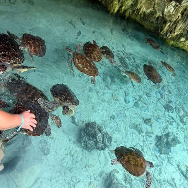 SALAAM CAVE: Swim with turtles & Dine at The Rock Restaurant - What Makes This Tour Stand Out?