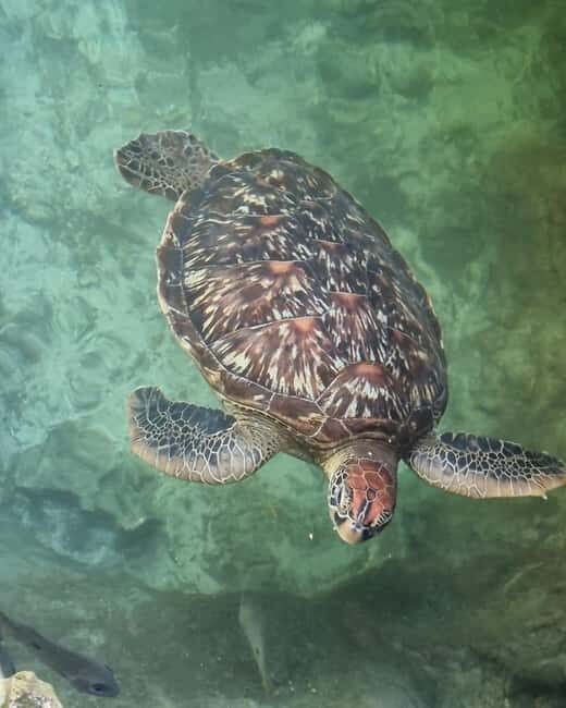SALAAM CAVE SWIMMING WITH SEA TURTLES IN ZANZIBAR KIZIMKAZI - The Value of the Price