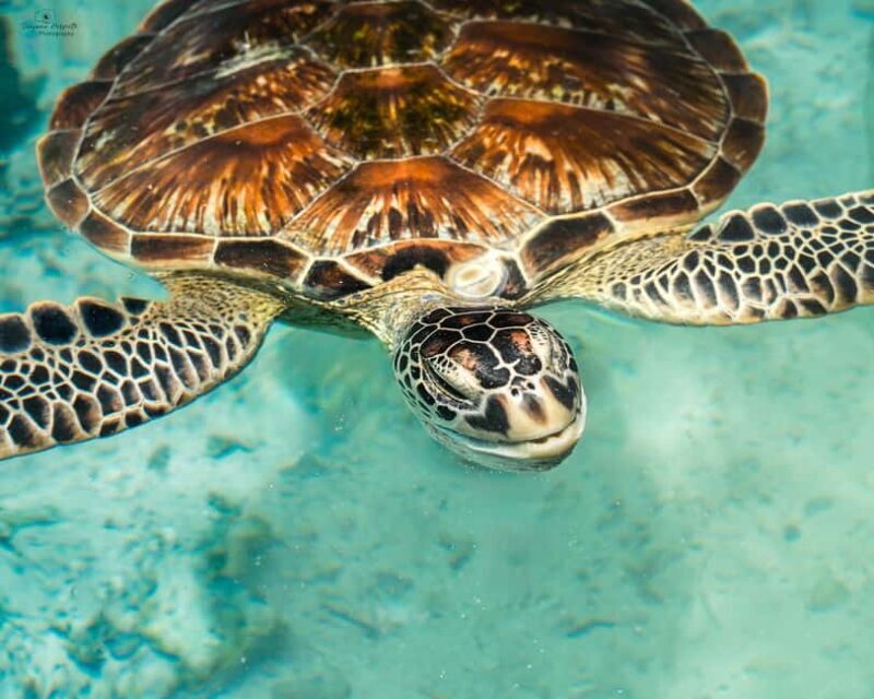 SALAAM CAVE SWIMMING WITH SEA TURTLES IN ZANZIBAR KIZIMKAZI - FAQ
