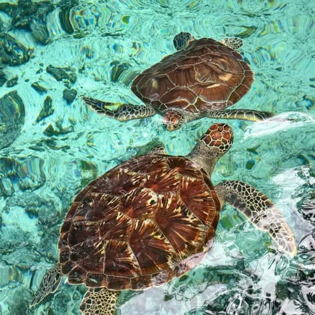 Salaam Cave Swimming with turtles, Mtende Beach & The Rock - The Sum Up: Who Should Consider This Tour?