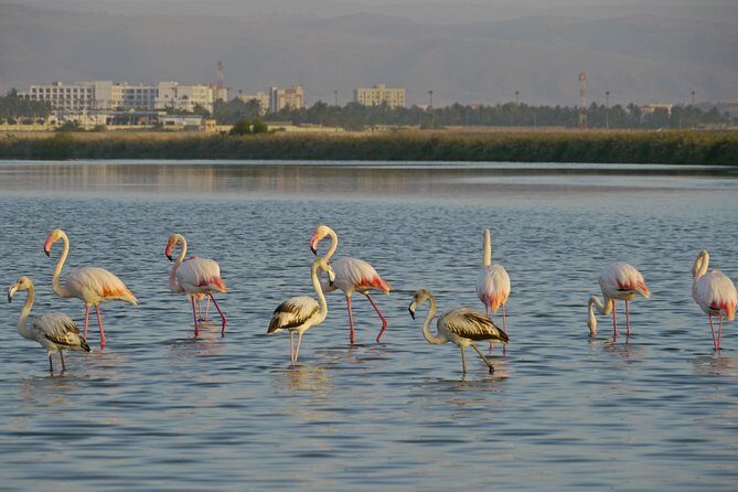 Salalah by Night Tour - Charming Evening in the Garden City - Detailed Breakdown of the Itinerary