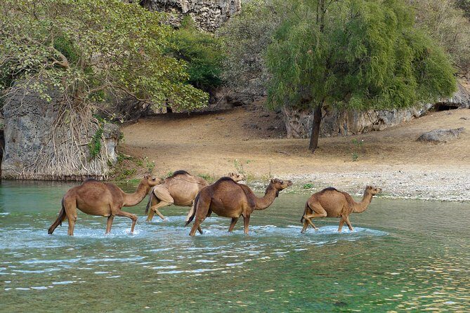 Salalah City and East Tour Combo (Darbat falls, Razat spring) - An In-Depth Look at the Tour Itinerary