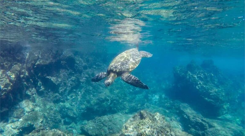 Salalah: Discover Mirbat's Snorkeling Paradise Guided Tour - An Overview of the Snorkeling Experience