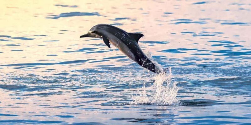 Salalah: Dolphin Watching Boat Tour - Overview and What to Expect