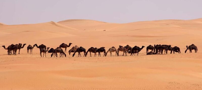 Salalah: Sunset Desert Safari Adventure in Empty Quarter - Key Points