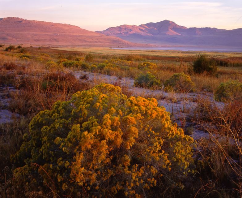 Salt Lake City: Great Salt Lake Antelope Island Guided Tour - What This Tour Offers