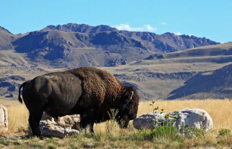 Salt Lake City: Great Salt Lake Antelope Island Guided Tour - FAQ
