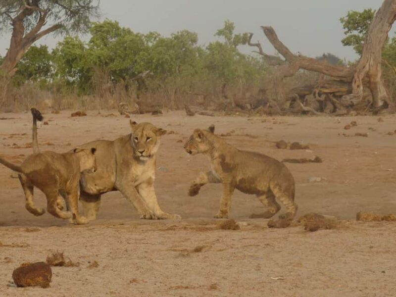 Salt Pans & Delta: Tour with game drives, mokoro & boat trip - An In-Depth Look at the Itinerary and Experiences