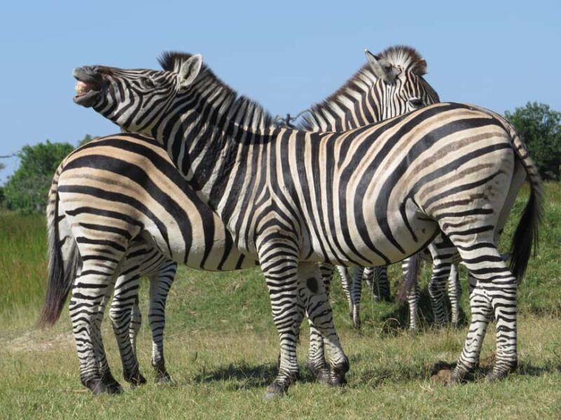 Salt Pans & Delta: Tour with game drives, mokoro & boat trip - Practical Considerations and Tips
