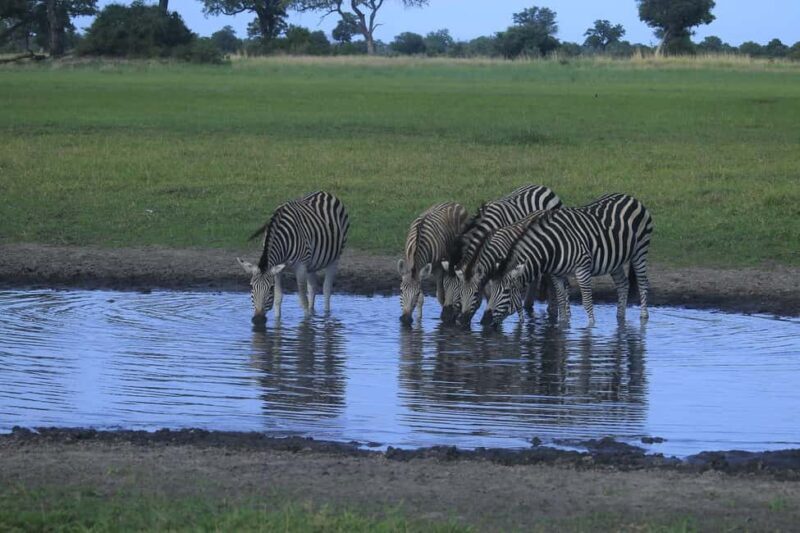 Salt Pans & Delta: Tour with game drives, mokoro & boat trip - Final Thoughts