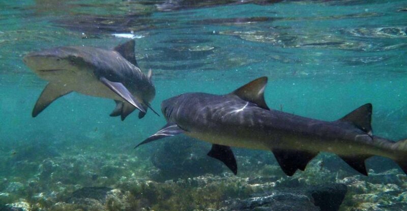 Salt Pans & Lemon Sharks Experience - Key Points
