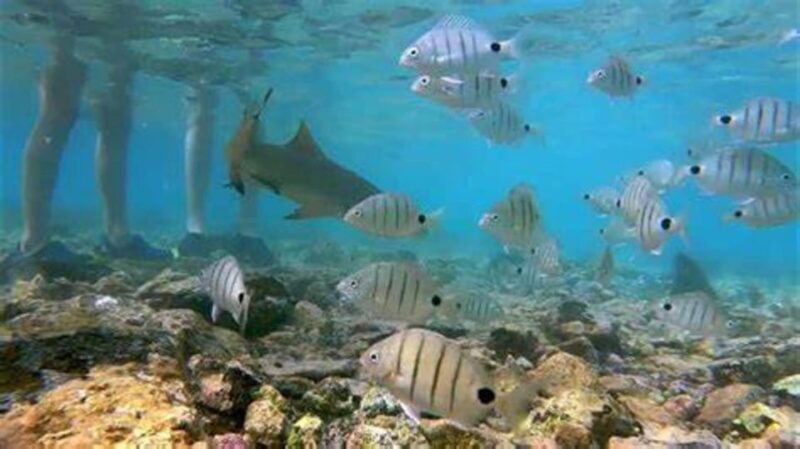 Salt Pans & Lemon Sharks Experience - An Overview of the Salt Pans & Lemon Sharks Experience
