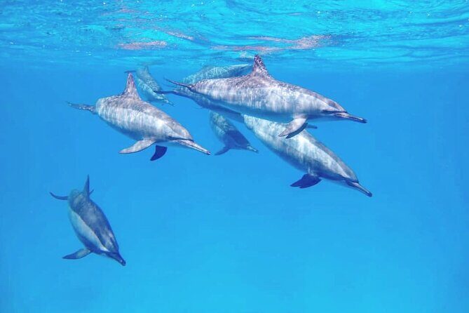 Samadai Dolphin House Snorkel Trip - Marsa Alam - In-Depth Review of the Samadai Dolphin House Snorkel Trip