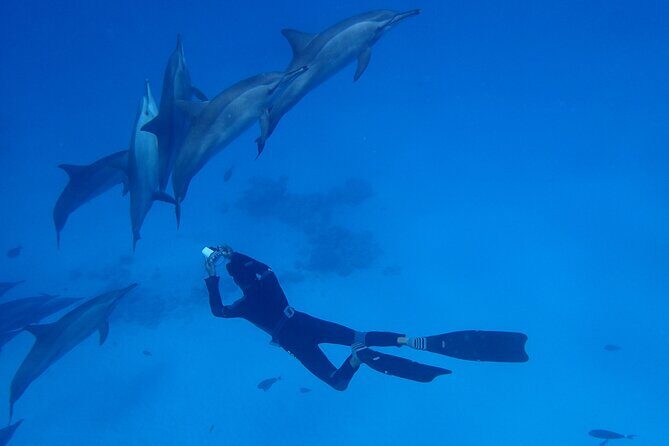 Samadai Dolphin House Snorkel Trip - Marsa Alam - Final Thoughts: Who Should Consider This Tour?