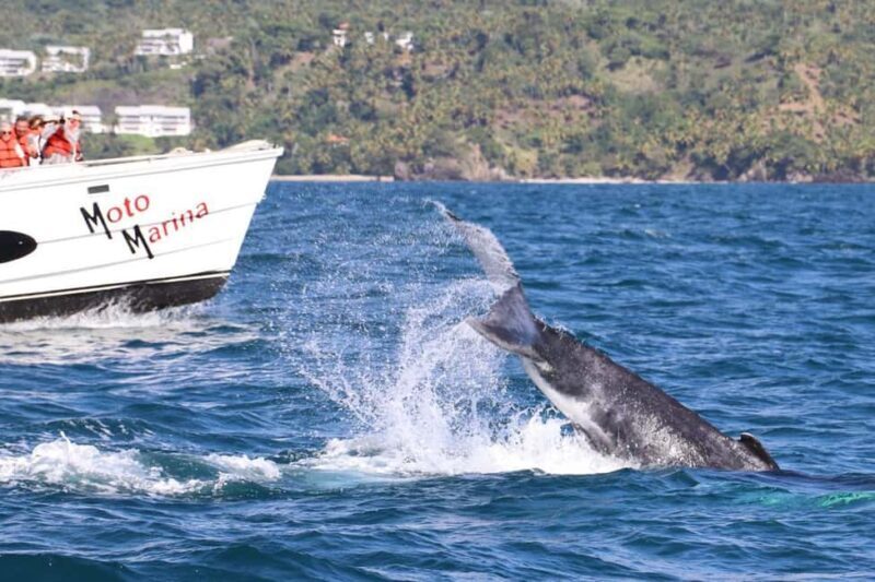 Samana: Bay of Samana Whale Watching Experience - Key Points