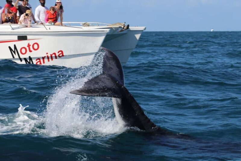 Samana: Bay of Samana Whale Watching Experience - An Overview of the Experience