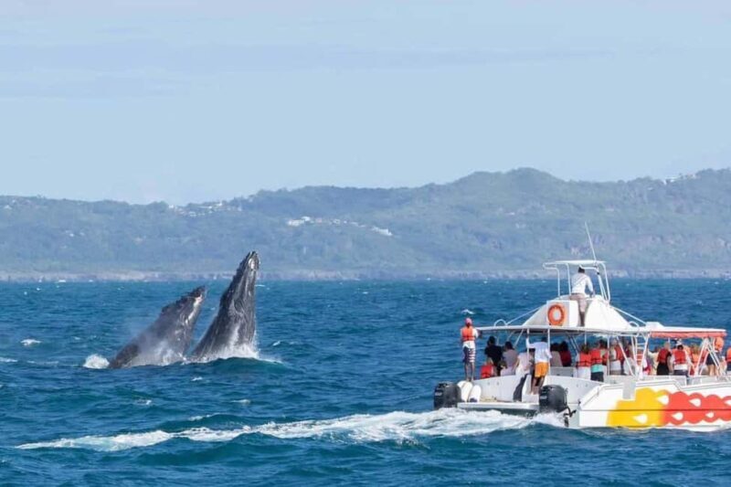 Samana: Bay of Samana Whale Watching Experience - What Sets This Tour Apart?