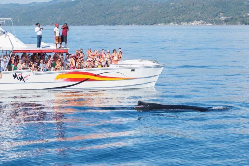 Samana: Bay of Samana Whale Watching Experience - The Sum Up