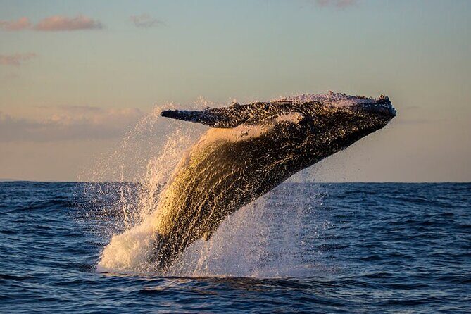 Samaná Experience Whale The Lemon Waterfall & Bacardi Island - Key Points