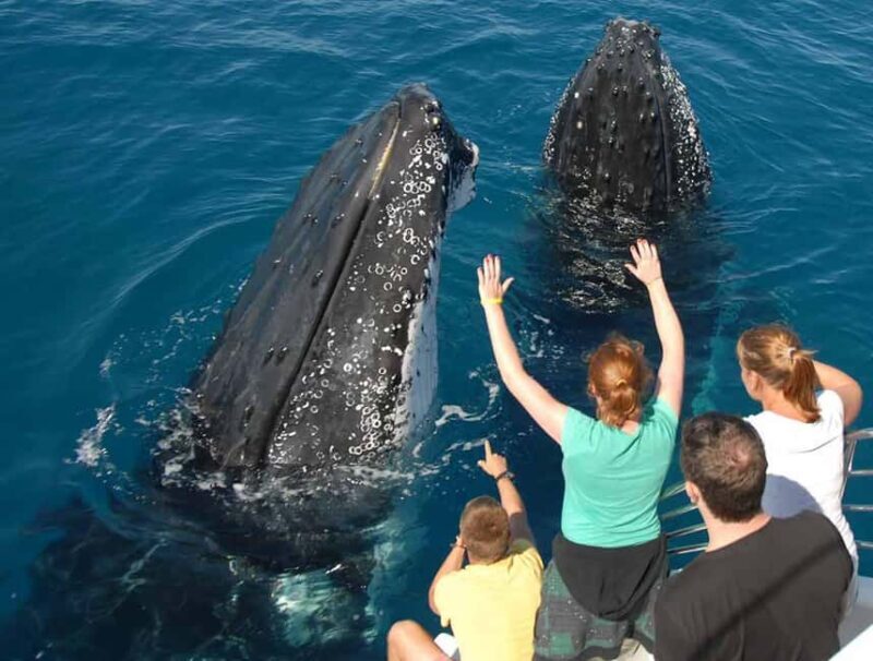 Samana: Half Day Whale Watching Humpback Whale Watching - What the Tour Offers: A Closer Look