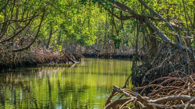 Samana: Los Haitises National Park & Caño Hondo Day Tour - The Itinerary in Detail
