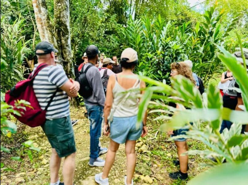 Samana: Los Haitises National Park & Caño Hondo Day Tour - Who Will Love This Tour?