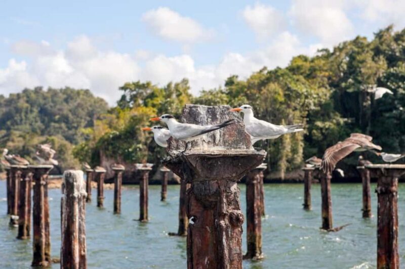 Samana: Los Haitises National Park & Caño Hondo Day Tour - The Sum Up