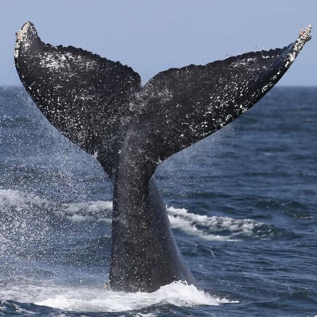 Samaná: Whale, Cayo Levantado, & Kayak in Samaná Bay Tour - An In-Depth Look at the Tour Experience