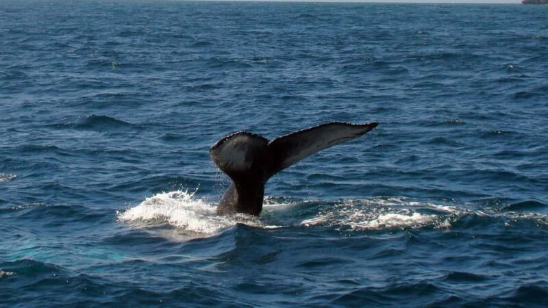 Samanà Whale Watching and Bacardi Island Tour From Bayahibe - The Value Proposition