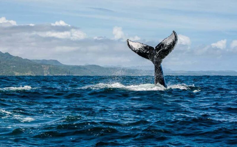 Samana: Whale-Watching and Cayo Levantado Full-Day Tour - The Authentic Experience: Pros and Cons