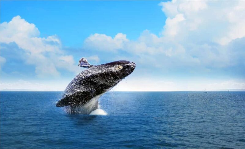 Samana: Whale Watching and Cayo Levantado Full Day Tour - Key Points